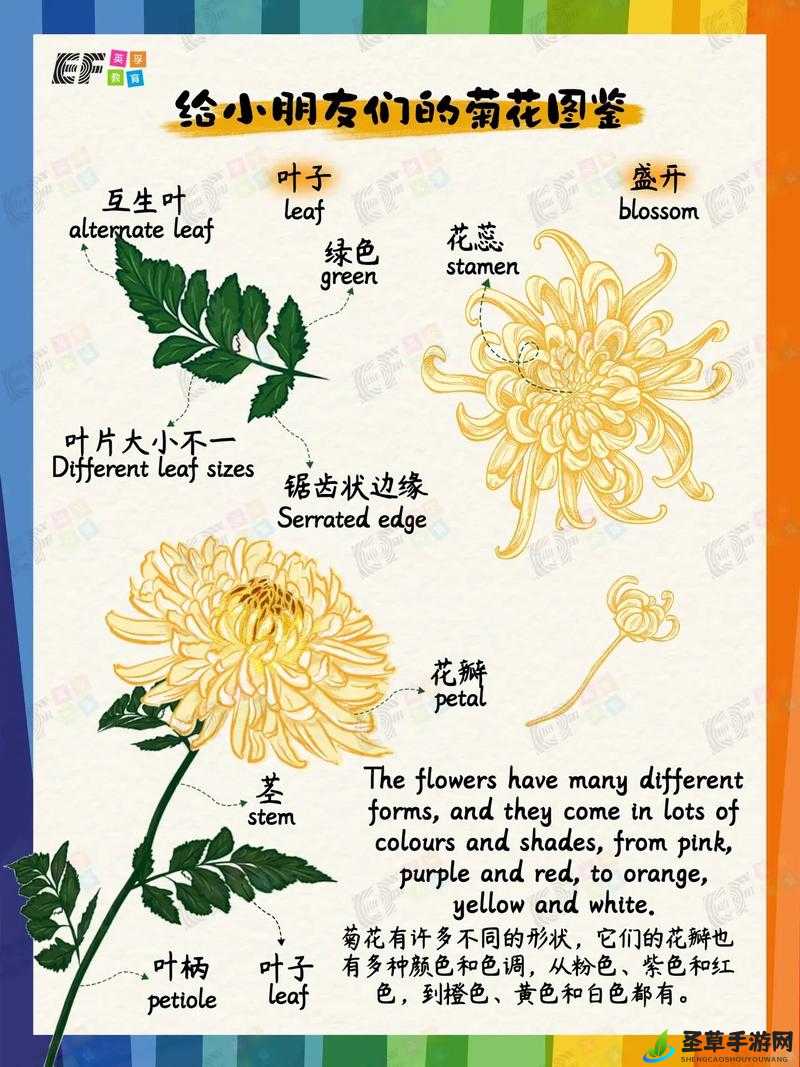 菊花开过和没开过的区别：探秘其中奥秘