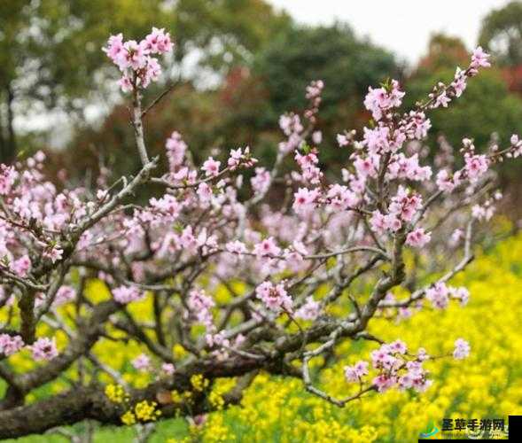 国色天香桃花朵朵开：春日盛景醉游人