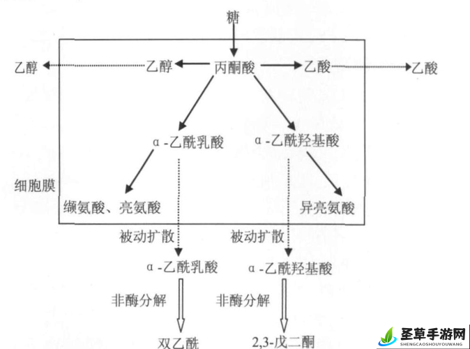 杂交 BUCSM 人类 SSBA 的相关研究探讨