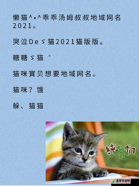 猫咪视频最新地域网名怎么取之探讨