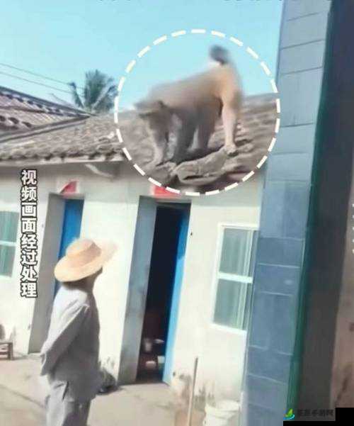 二人生猴子全程不盖被子引发热议