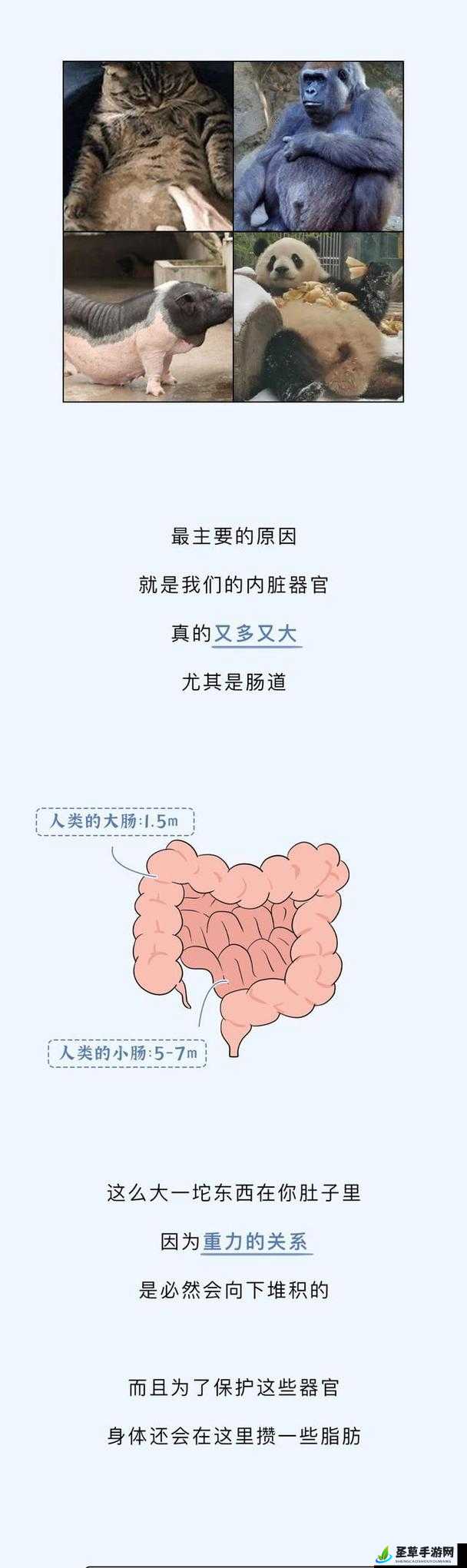 小肚子灌得鼓鼓的：探索其背后原因