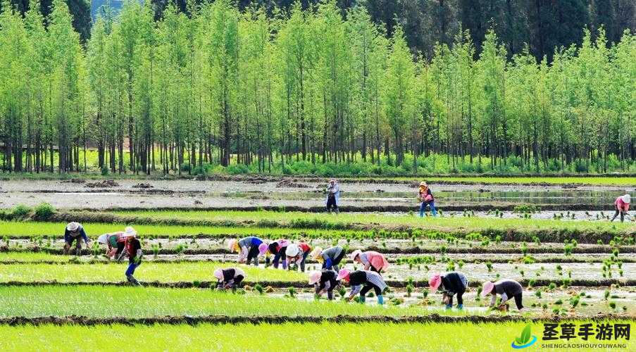 麻豆精产国品一二三产区区农民：辛勤耕耘的群体