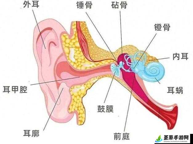 差差差带疼痛的声音支持国语：一场独特的听觉体验之旅