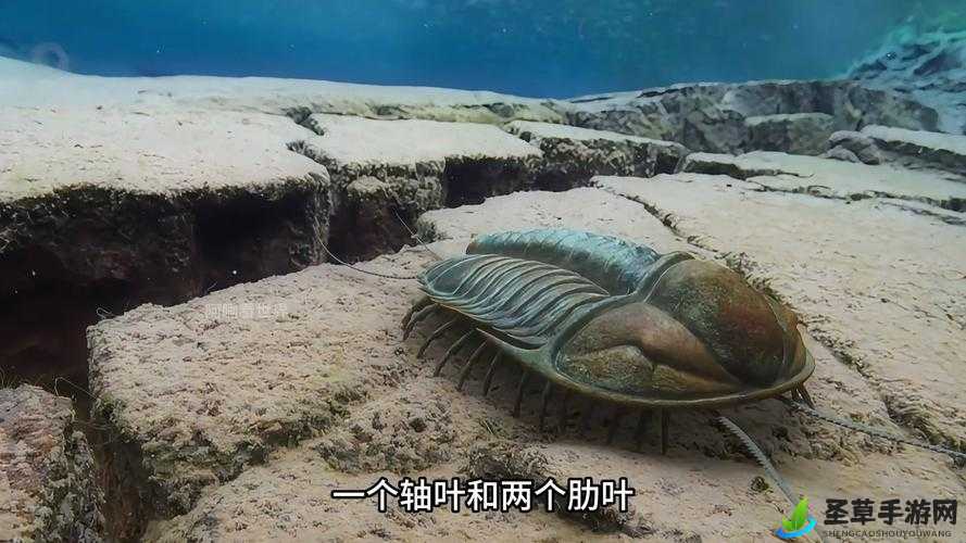 人马可以自交吗：关于这一奇特生物现象的深入探讨