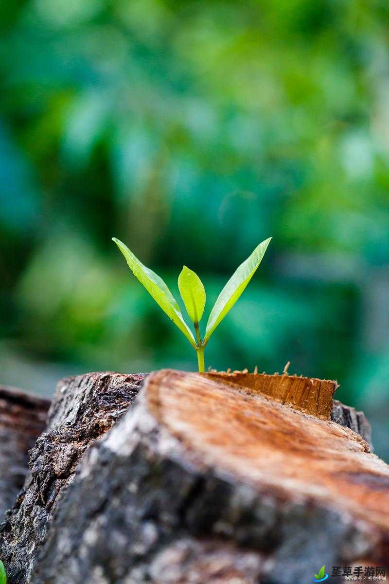 我就要草(591Cao)：探索其背后的独特魅力与意义