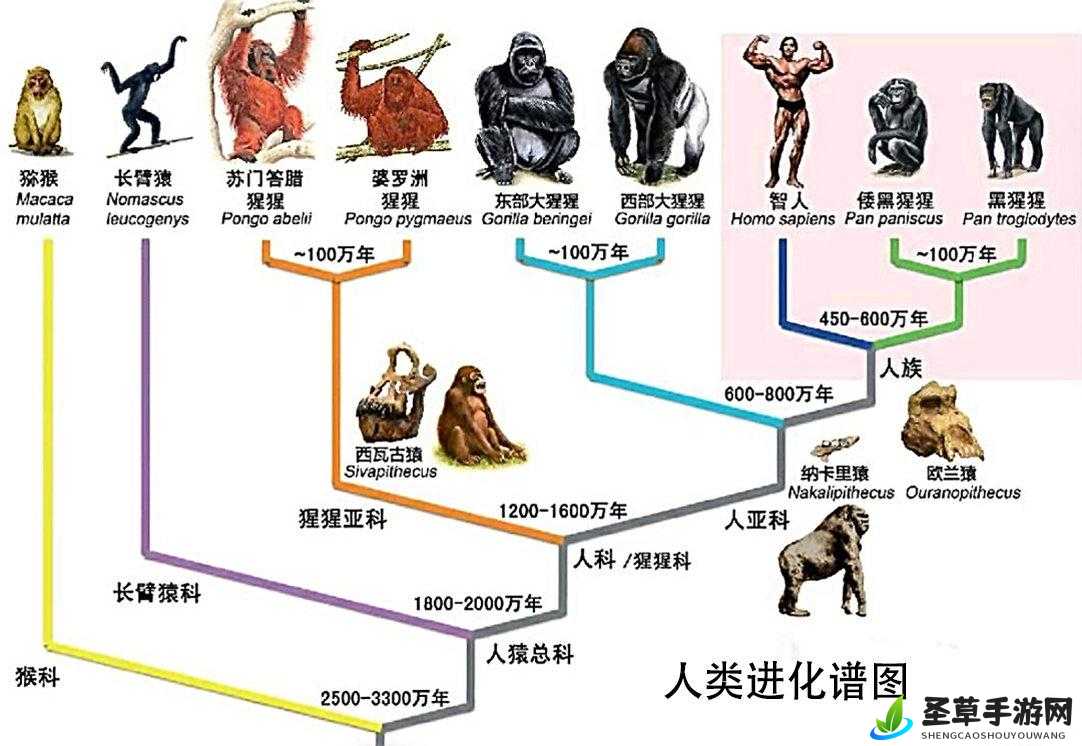 杂交 bUCsm 人类 ssbA：对其特性及影响的深入探讨与研究