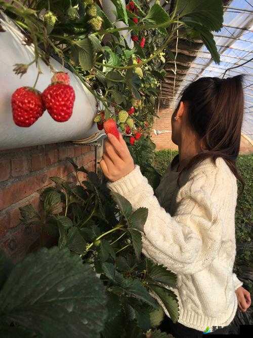 草莓秘免费一区二区三区：畅享精彩探索之旅