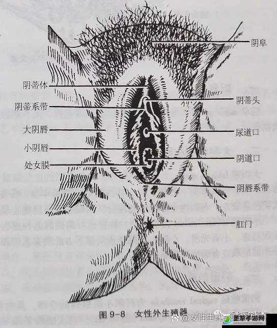 大荫蒂为何又大又长又硬又紧又粗令人惊叹不已