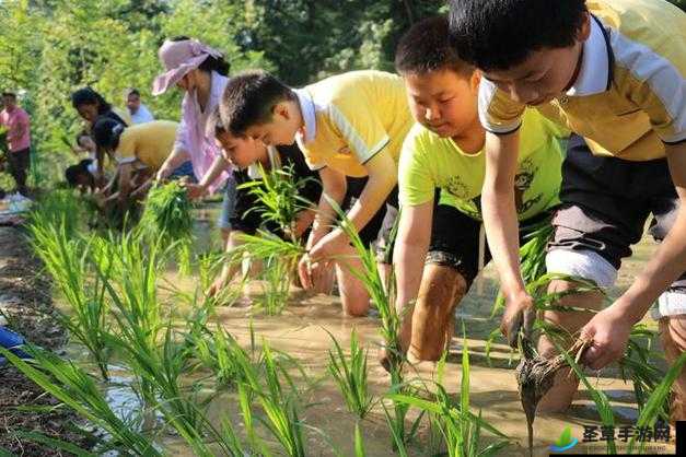 24 种男女插秧法,探索传统农耕中的独特劳动方式