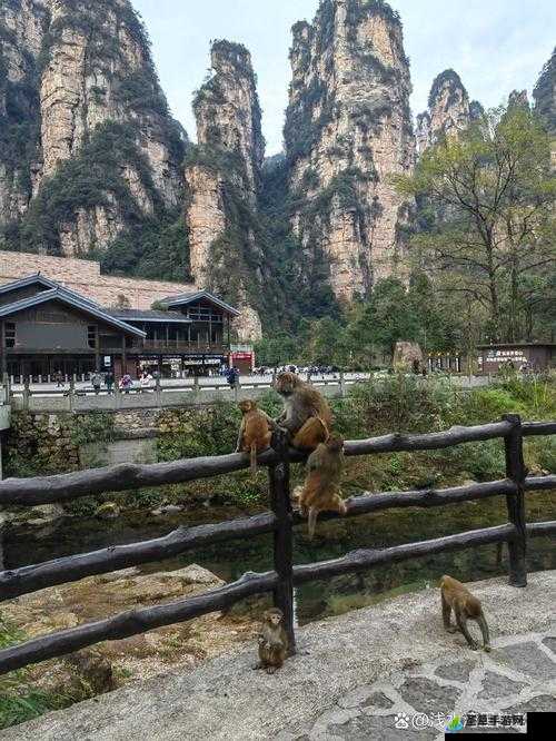 两人造猴子视频,奇妙的猴子世界探索之旅