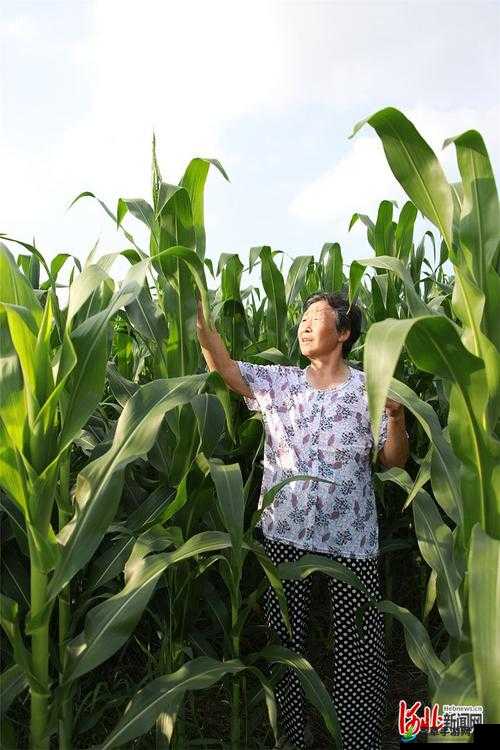 耕耘大婶的肥沃的土地：辛勤耕耘带来的丰收喜悦与希望