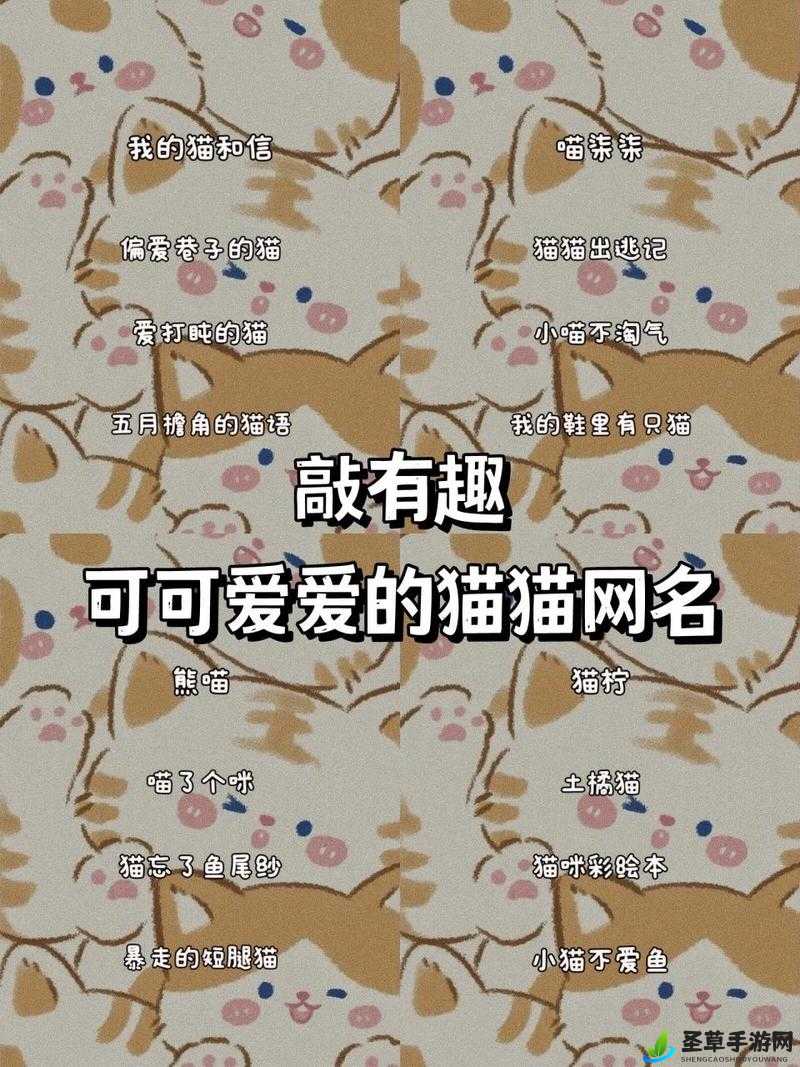 猫咪 www 最新地域网名怎么取 的独特取名之道探讨