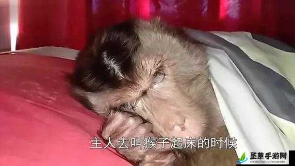 人生猴子全程不盖被子：探索未知的性与爱