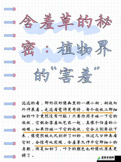 含羞草四叶草三叶草：探索它们背后的神秘与魅力