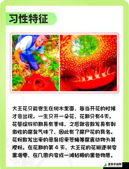 国产精品摘花：揭秘花卉种植背后的故事