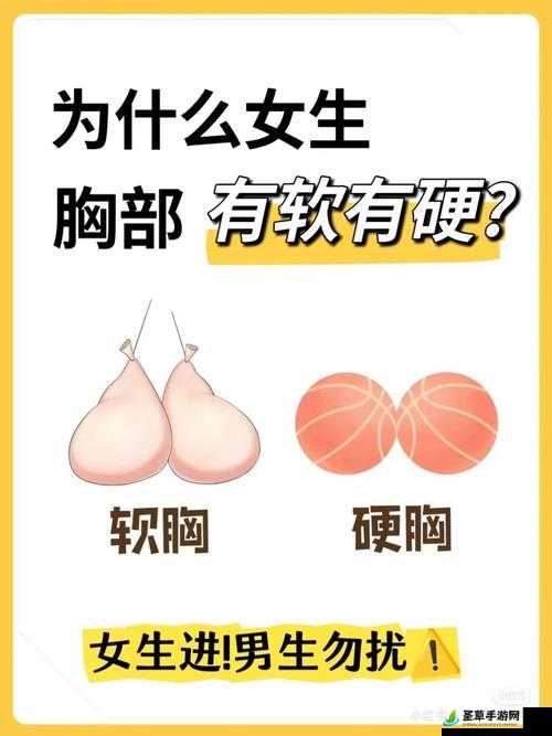 女生胸前的两个大包包有什么用：关于其功能与重要性的探讨