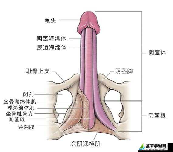 男上女下拱试看：探索两性奥秘的新视角