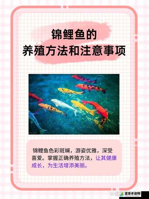 女人鲤鱼喝水图解大全详细解读及示例展示